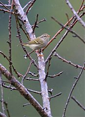 Yellow-browed Warbler